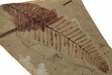 Fossil Conifer Plate - McAbee, BC #253943-1